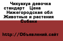  Чихуахуа девочка стандарт › Цена ­ 9 000 - Нижегородская обл. Животные и растения » Собаки   